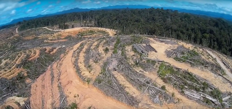 A bas la déforestation